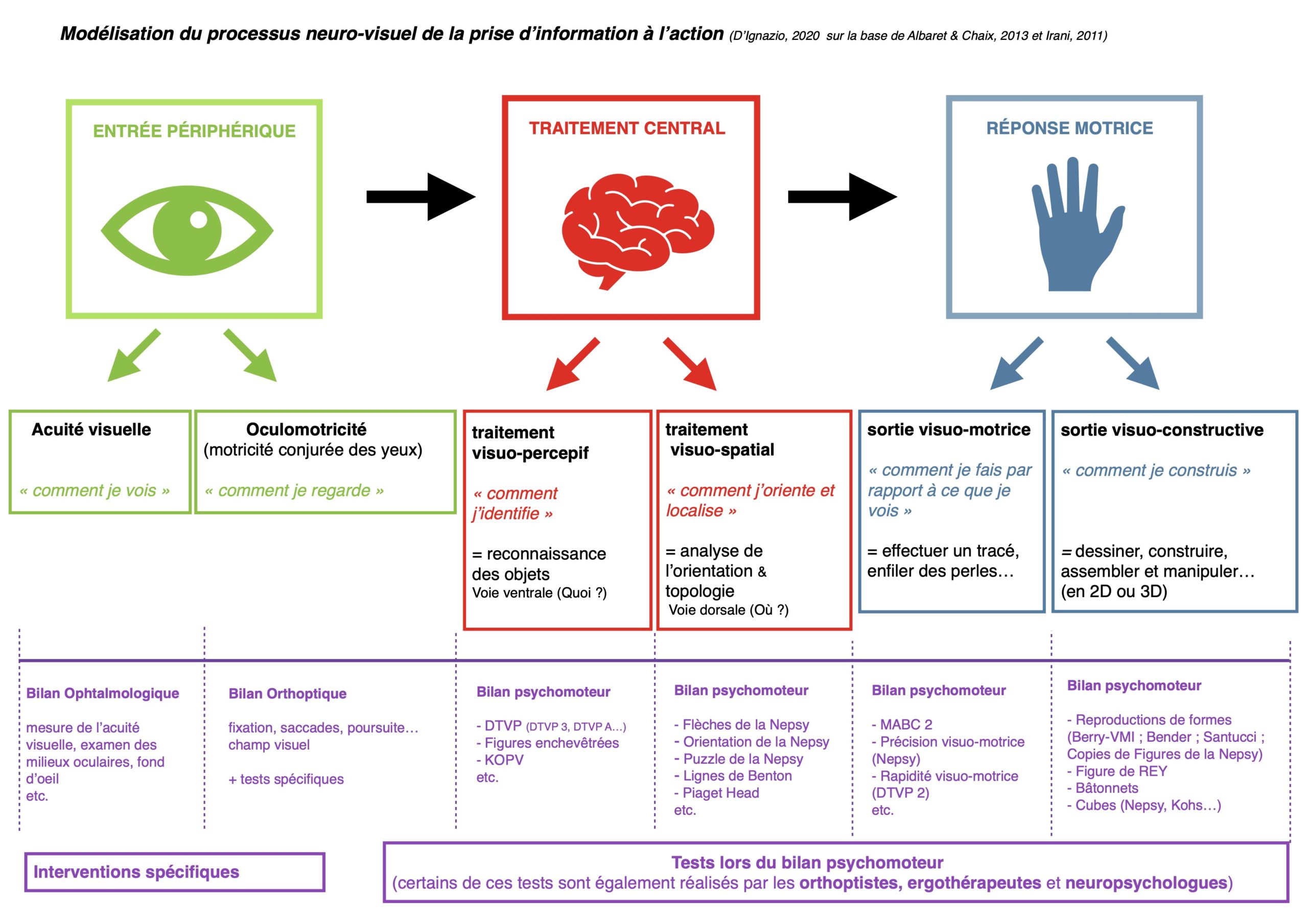 Modélisation du processus neurovisuel (jpg)  cabinetpsychomot